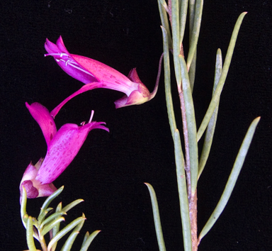 APII jpeg image of Eremophila alternifolia  © contact APII