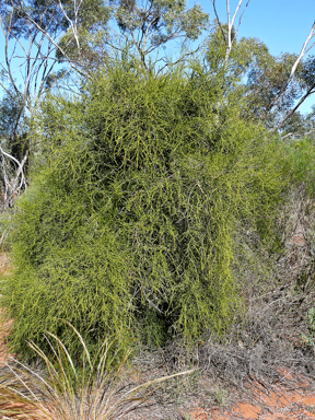 APII jpeg image of Exocarpos aphyllus  © contact APII