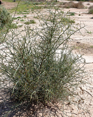 APII jpeg image of Duma florulenta  © contact APII