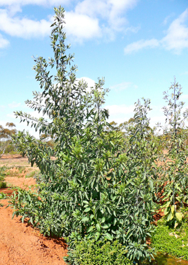 APII jpeg image of Nicotiana glauca  © contact APII