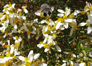 APII jpeg image of Olearia subspicata  © contact APII