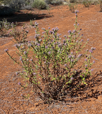 APII jpeg image of Pterocaulon sphacelatum  © contact APII
