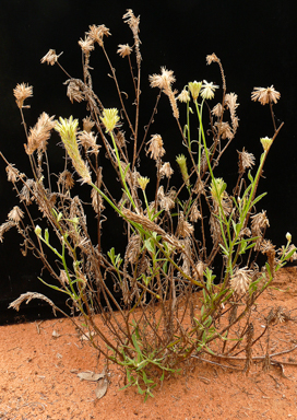 APII jpeg image of Ptilotus polystachyus  © contact APII