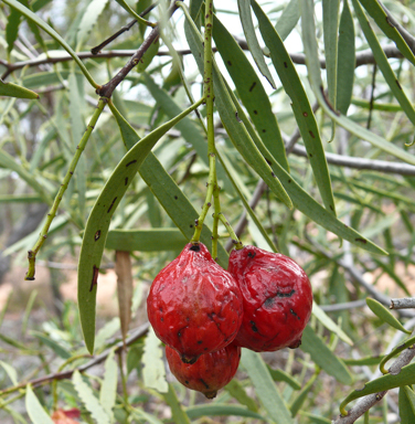 APII jpeg image of Santalum acuminatum  © contact APII