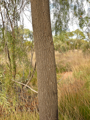 APII jpeg image of Santalum murrayanum  © contact APII