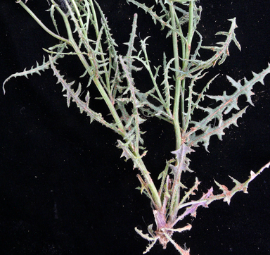 APII jpeg image of Senecio runcinifolius  © contact APII