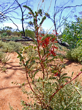 APII jpeg image of Swainsona colutoides  © contact APII