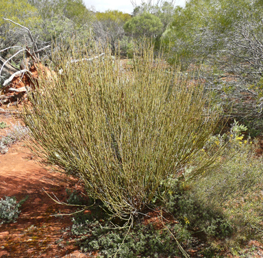 APII jpeg image of Templetonia egena  © contact APII