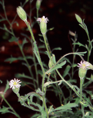 APII jpeg image of Vittadinia cervicularis var. cervicularis  © contact APII