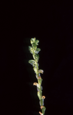 APII jpeg image of Pterostylis cycnocephala  © contact APII