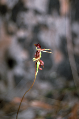 APII jpeg image of Caleana major  © contact APII