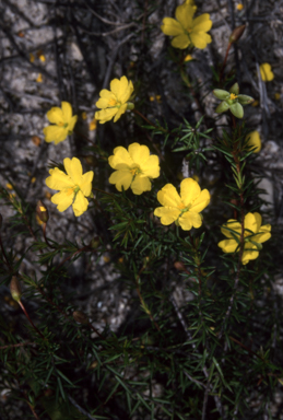 APII jpeg image of Hibbertia acicularis  © contact APII