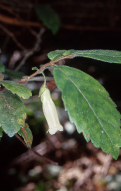 APII jpeg image of Fieldia australis  © contact APII