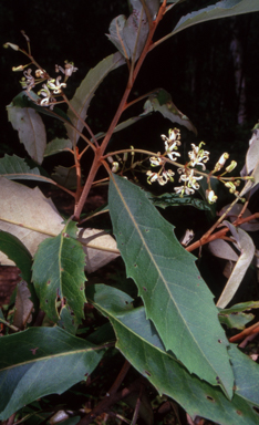 APII jpeg image of Lomatia fraseri  © contact APII