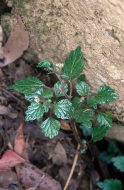 APII jpeg image of Australina pusilla  © contact APII