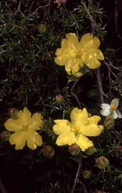 APII jpeg image of Hibbertia riparia  © contact APII