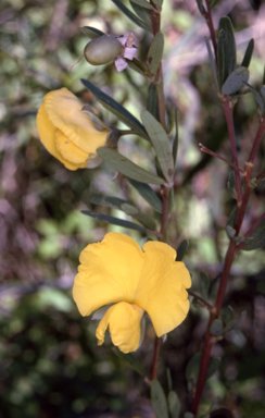APII jpeg image of Gompholobium latifolium  © contact APII