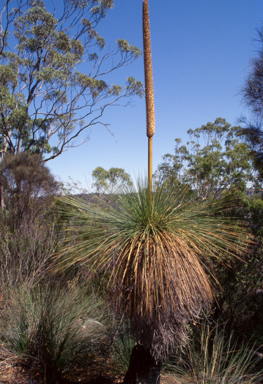 APII jpeg image of Xanthorrhoea australis  © contact APII