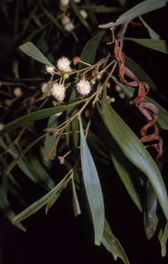APII jpeg image of Acacia melanoxylon  © contact APII