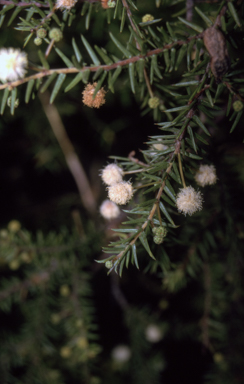 APII jpeg image of Acacia ulicifolia  © contact APII