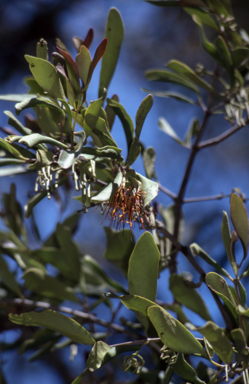 APII jpeg image of Amyema congener subsp. congener  © contact APII