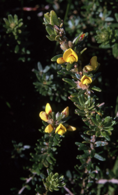 APII jpeg image of Aotus ericoides  © contact APII