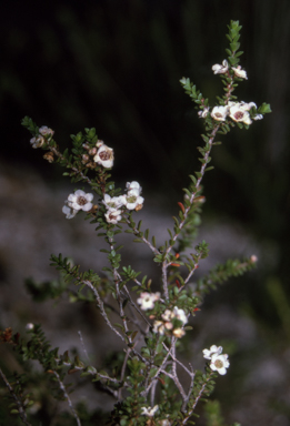 APII jpeg image of Baeckea diosmifolia  © contact APII