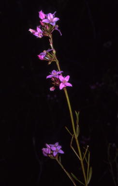 APII jpeg image of Boronia barkeriana subsp. angustifolia  © contact APII