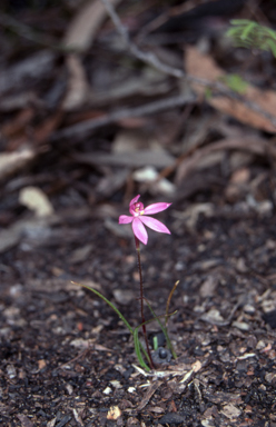 APII jpeg image of Caladenia fuscata  © contact APII