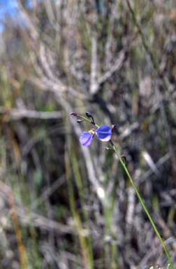 APII jpeg image of Comesperma sphaerocarpum  © contact APII