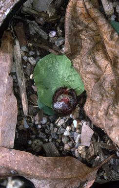 APII jpeg image of Corybas fimbriatus  © contact APII