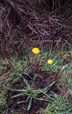 APII jpeg image of Craspedia variabilis  © contact APII