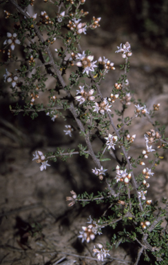 APII jpeg image of Cryptandra amara  © contact APII