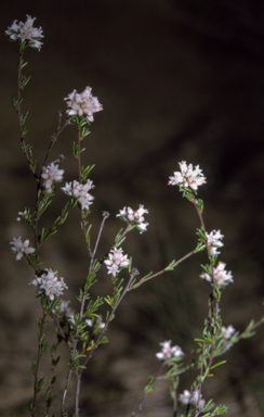 APII jpeg image of Cryptandra ericoides  © contact APII