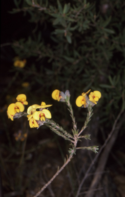 APII jpeg image of Dillwynia brunioides  © contact APII