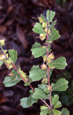 APII jpeg image of Dodonaea triangularis  © contact APII