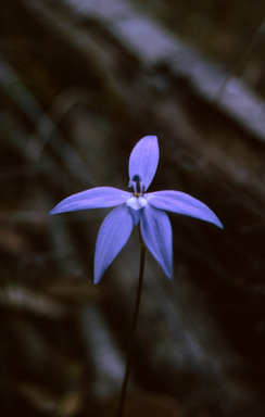 APII jpeg image of Glossodia major  © contact APII