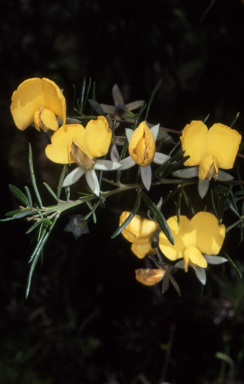 APII jpeg image of Gompholobium latifolium  © contact APII