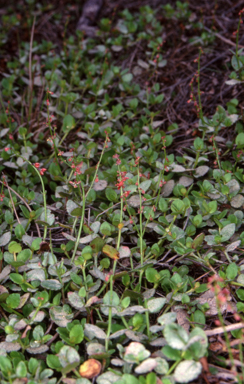 APII jpeg image of Gonocarpus montanus  © contact APII