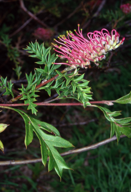 APII jpeg image of Grevillea acanthifolia subsp. paludosa  © contact APII