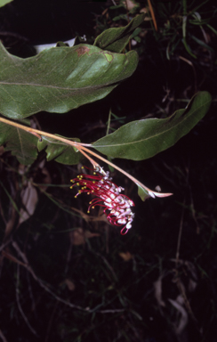 APII jpeg image of Grevillea macleayana  © contact APII