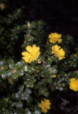 APII jpeg image of Hibbertia diffusa  © contact APII