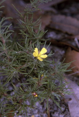 APII jpeg image of Hibbertia fasciculata  © contact APII