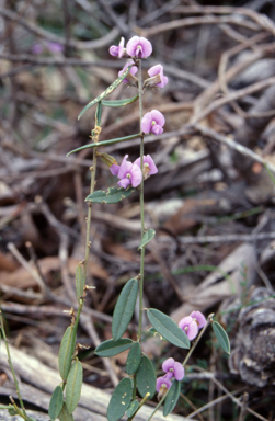 APII jpeg image of Hovea montana  © contact APII