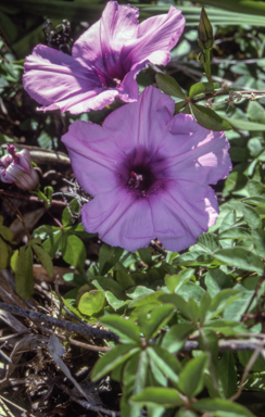 APII jpeg image of Ipomoea cairica  © contact APII
