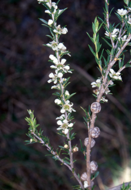 APII jpeg image of Leptospermum juniperinum  © contact APII