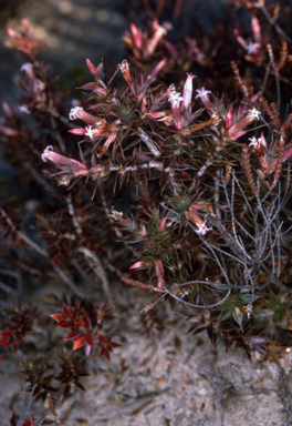 APII jpeg image of Styphelia neoanglica  © contact APII