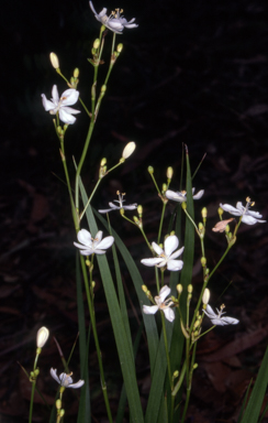 APII jpeg image of Libertia paniculata  © contact APII