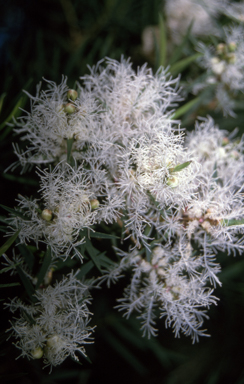 APII jpeg image of Melaleuca linariifolia  © contact APII