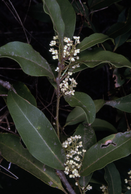 APII jpeg image of Notelaea venosa  © contact APII